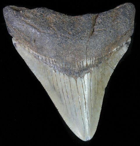Juvenile Megalodon Tooth #61842